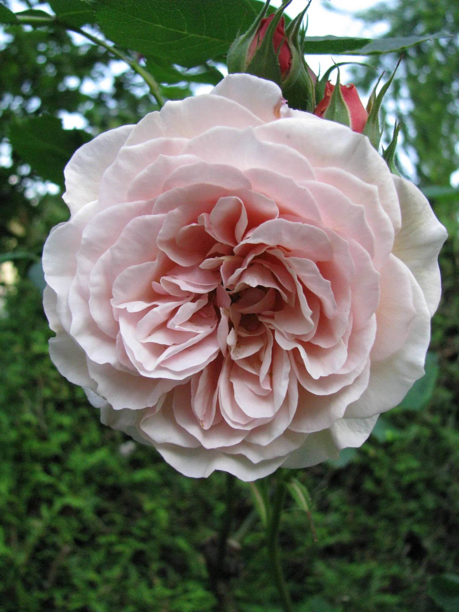 Rosen im Roseanum Garten