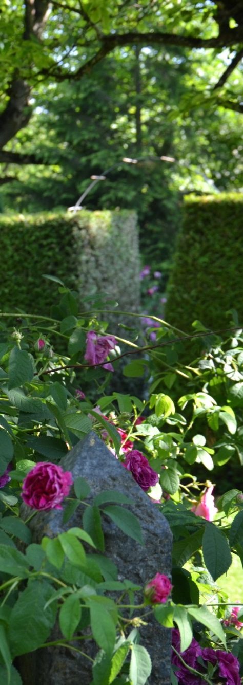 Rosen und Natur
