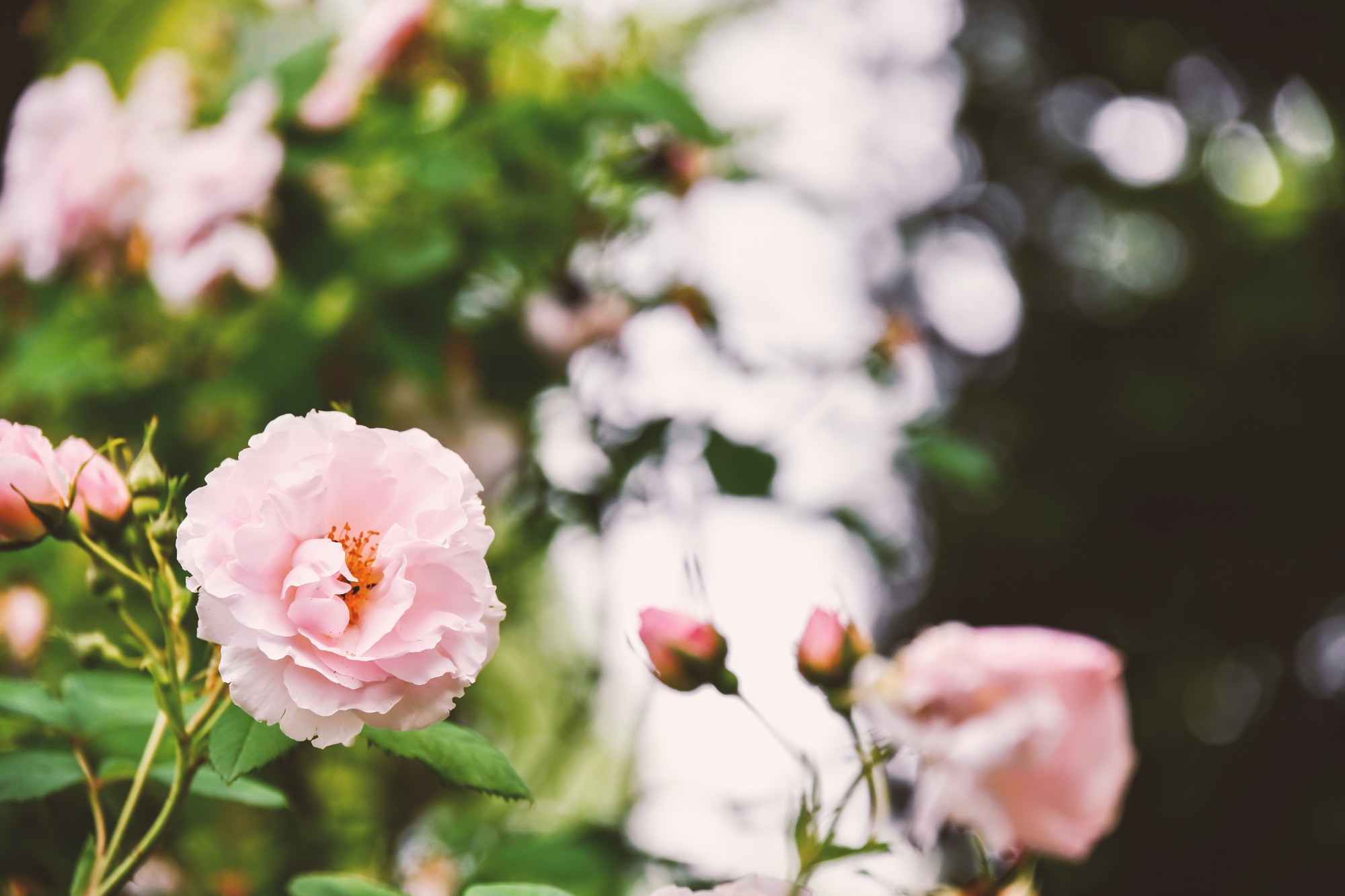 Rosen im Garten