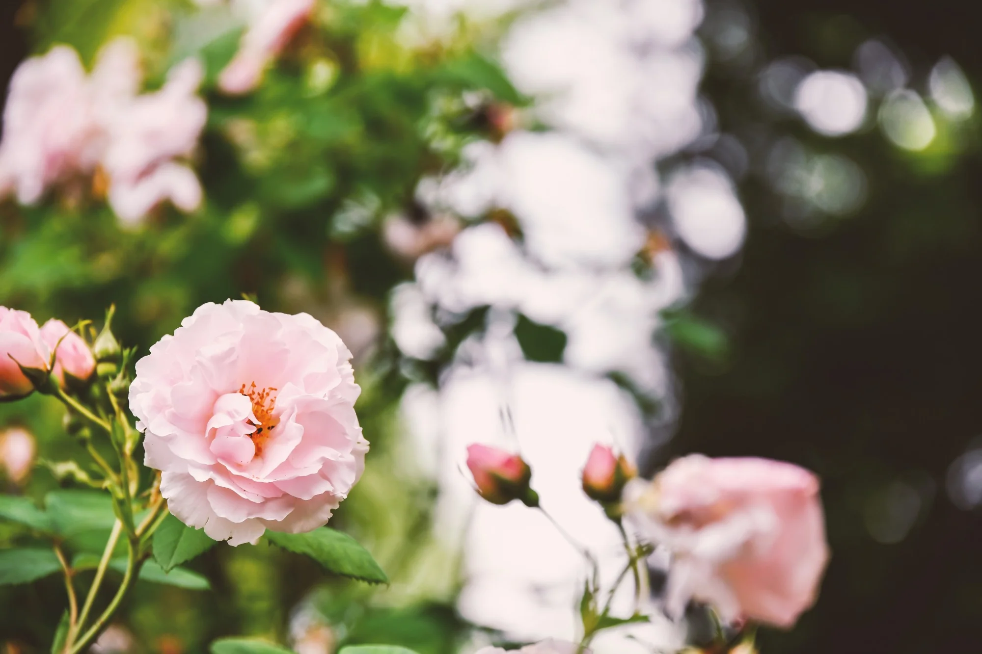 Rosen im Garten