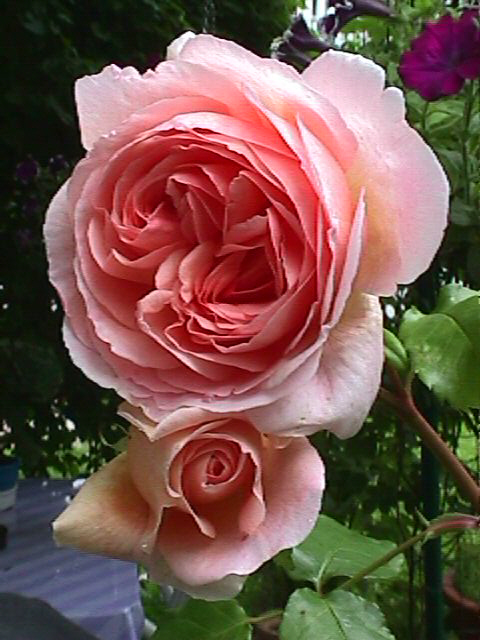 Rosen Detail