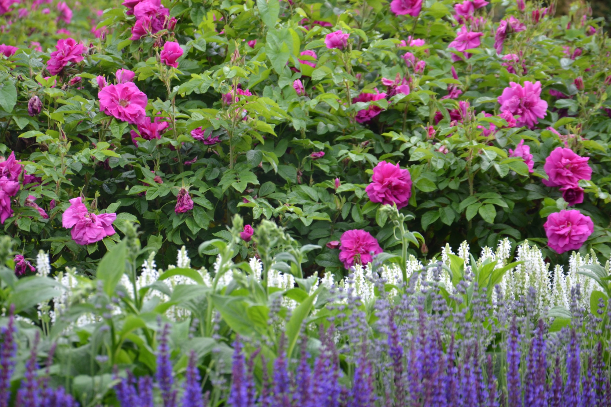 Rosenbeet
