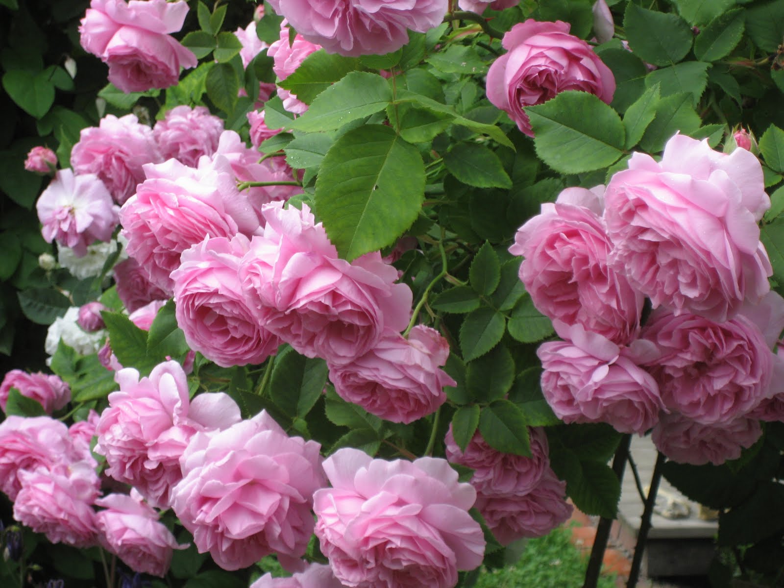 Rosenblüte