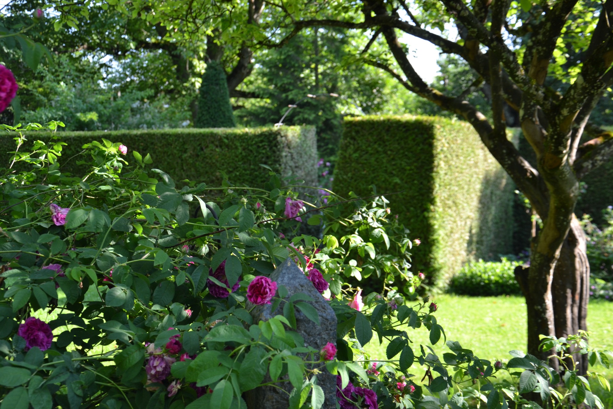 Garten mit historischen Rosen