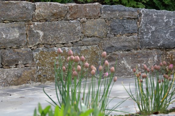 Rosenmauer im Garten